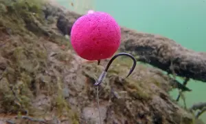 Ein pinker Pop-Up Boilie mit einem Haken, bereit, d rig binden. Unterwasseraufnahme mit Holz und Algen im Hintergrund.