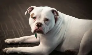 Ein weißer American Bulldog mit brauner Fleck über dem Auge liegt auf einem dunklen Teppich.