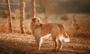 Ile żyje Golden Retriever? Kluczowe czynniki i porady ekspertów