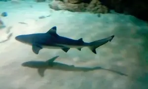 Oceanarium Toruń – Fascynujące zwierzęta i wyjątkowe atrakcje (NIECZYNNE)