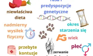 Czynniki wpływające na stawy psa: dieta, wysiłek, kontuzje, genetyka, wiek, płeć. Potrzebny lek przeciwzapalny i przeciwbólowy na stawy dla psa.