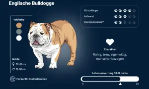 Eine Englische Bulldogge mit braun-weißem Fell, ruhig und menschenbezogen. Infos zu Fellfarbe, Größe, Herkunft und Charakter.