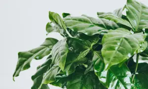 Närbild på en frodig kaffe planta med glänsande gröna blad mot en ljus bakgrund.