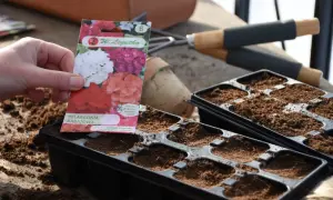 Ręka trzyma opakowanie nasion pelargonii, przygotowując się do siewu. Czas zacząć planować, kiedy siać pelargonie, by cieszyć się nimi latem.