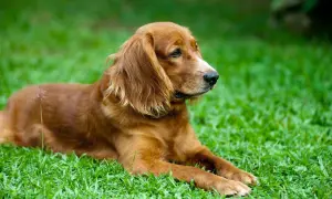 Brązowy spaniel miniaturka leży na zielonej trawie, wpatrując się w dal.