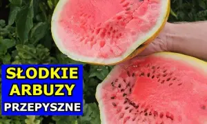 Jak sadzić arbuza w Polsce? Krok po kroku do słodkich owoców!