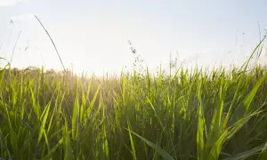Gęsta, zielona kostrzewa trzcinowa w słońcu. Jak się pozbyć tej rośliny, gdy staje się inwazyjna?
