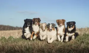 Sechs asca australian shepherd Hunde sitzen nebeneinander im Gras.