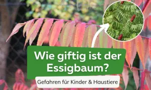 Bunte Blätter des Essigbaums, mit einem Kreis, der zeigt, wie giftig er ist. Warnung für Kinder & Haustiere.