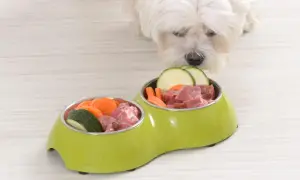 Ein weißer Hund schaut neugierig auf zwei Näpfe mit BARF-Futter: Fleischstücke, Karotten und Zucchini.