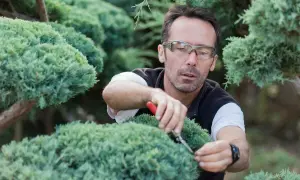 Mann mit Brille schneidet sorgfältig Koniferen mit einer Gartenschere, um die Form zu erhalten.