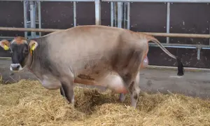 Ile trwa laktacja u krów? Zaskakujące fakty i wpływ na hodowlę
