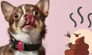 Un chihuahua con la lengua fuera, cerca de una pila de excrementos con moscas. ¿Por qué los perros se comen la caca?