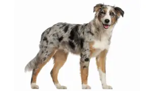 Ein wunderschöner australian shepherd kurzhaar mit marmoriertem Fell und freundlichem Blick steht auf weißem Hintergrund.
