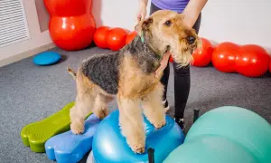 Airedale terrier ćwiczy psie sporty na niebieskiej piłce gimnastycznej, otoczony kolorowymi piłkami i podestami.