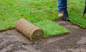 Zakładanie trawnika krok po kroku: zwinięta rolka darni czeka na ułożenie na przygotowanej ziemi.