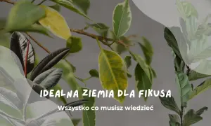 Idealna ziemia do fikusa: liście fikusa w różnych odcieniach zieleni i żółci, z tekstem "Idealna ziemia dla fikusa".