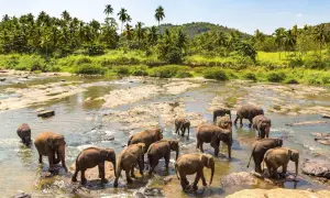 Un troupeau d'éléphants traverse une rivière bordée de palmiers, un moment inoubliable de safari au Sri Lanka.