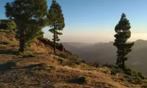 Paisaje de senderismo en Canarias con pinos en una ladera dorada y un valle brumoso al amanecer.