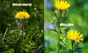Mniszek czy mlecz? Jak odróżnić chwast od rośliny leczniczej