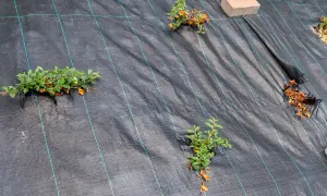 Beim **unkrautvlies verlegen** werden junge Pflanzen durch das Gewebe gesteckt. Ein Stein fixiert die Ecke.