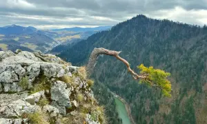 Samotna sosna na skale w górach Pieniny, z widokiem na dolinę i rzekę.