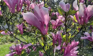 Kiedy kwitnie magnolia, jej różowe kwiaty tworzą zachwycający widok.