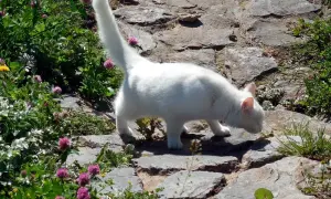 Czy wysterylizowana kotka znaczy teren? Oto, co musisz wiedzieć