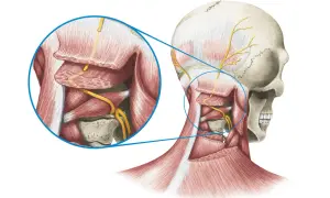 Anatomische Darstellung des Schädels und Nackens mit Fokus auf Nervenbahnen. Vergrößerter Bereich zeigt Nerven, die bei Occipitalis Neuralgie betroffen sein können.