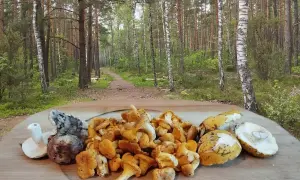 Sezon na kurki kiedy: najlepszy czas na zbieranie kurek w Polsce