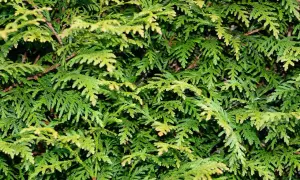 Dichtes Grün von Thuja-Zweigen. Viele wissen nicht, welche Thuja ist nicht giftig und eignet sich für den Garten.