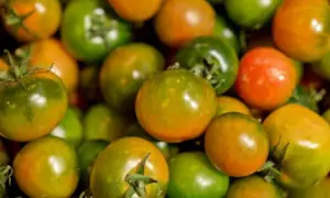 Uprawa pomidorów Lima: od nasiona do obfitych zbiorów poradnik