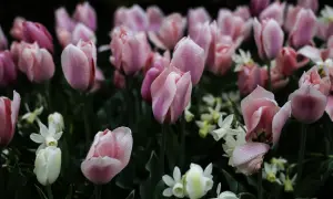 En blomsteräng med rosa tulpaner och vita små blommor, perfekta för att odla tulpaner. Vattendroppar glittrar på kronbladen.