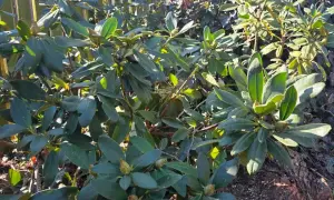 Gęste, zielone liście rododendronów. Zastanawiasz się, co posadzić obok rododendrona? Pomyśl o paprociach lub wrzosach.