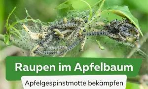 Viele Raupen im Apfelbaum, die sich in einem Gespinst verstecken. Sie fressen die Blätter und sind ein Zeichen für die Apfelgespinstmotte.