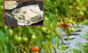 Naturalny oprysk z drożdży dla zdrowych pomidorów. W rogu zdjęcie kostki drożdży i miseczki z proszkiem.