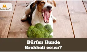Ein Hund gähnt neben einem Brokkoli. Die Frage "Dürfen Hunde Brokkoli essen?" und "brokkoli hund wie lange kochen" wird thematisiert.