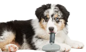 Ein niedlicher australian shepherd langhaar Welpe spielt mit einer Bürste.