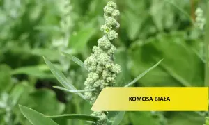 Zielona, kłująca komosa chwast z drobnymi nasionami.