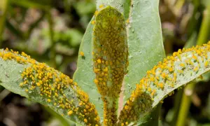Gelbe Blattläuse befallen Oleanderblätter und zeigen typische Anzeichen von Oleander Krankheiten.