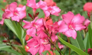 Strahlend pinke Oleanderblüten vor grünem Hintergrund. Diese Sorte ist winterhart und bringt Farbe in jeden Garten.