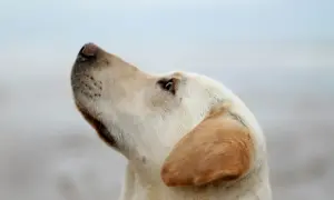 Labrador z zaciekawieniem patrzy w górę, jakby czekał na smakołyk po odrobaczaniu.