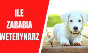 Ile zarabia weterynarz w Szwajcarii? Zaskakujące różnice w wynagrodzeniach