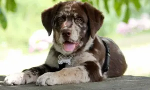 Ein süßer Aussie-Welpe mit Merle-Fell liegt entspannt im Freien. Er trägt ein Halsband mit Knochenanhänger, das an aussiedor krankheiten erinnert.
