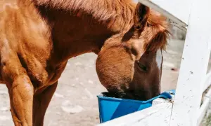 Brązowy koń je z niebieskiego koryta. Zastanawiasz się, ile owsa dla konia dziennie? To zależy od jego wieku i pracy.