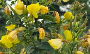 Gelbe Nachtkerzen blühen, einige Blüten sind welk. Vorsicht: Nachtkerze giftig für Haustiere.