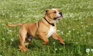 Ein kräftiger Continental Bulldog rennt fröhlich über eine blumenübersäte Wiese.