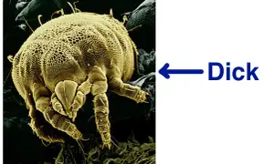 Microscopic view of a dust mite, a common allergen found in mattresses.