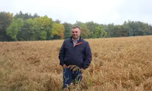 Rolnik w polu prosa, oceniający plon. Zastanawia się, ile prosa z hektara uda się zebrać w tym roku.