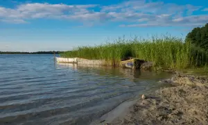 Dwa stare łodzie przy brzegu dużego jeziora, otoczone wysoką trzciną. Niebo błękitne z białymi chmurami.